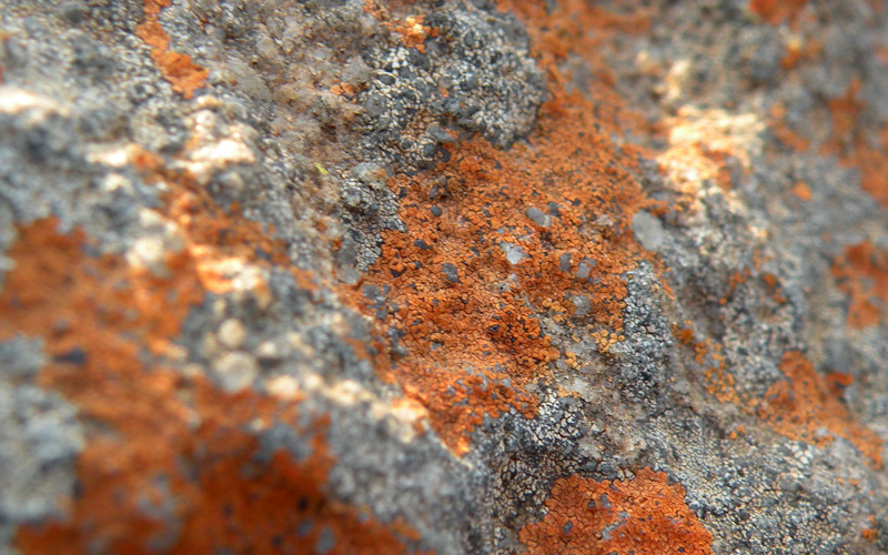 Lichen Trail in Sud Africa